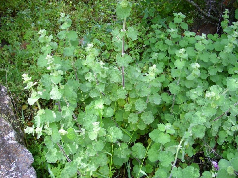 Mata de Ballota hirsuta creciendo en su hábitat natural