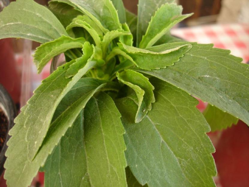 Hojas de stevia recolectadas para secar