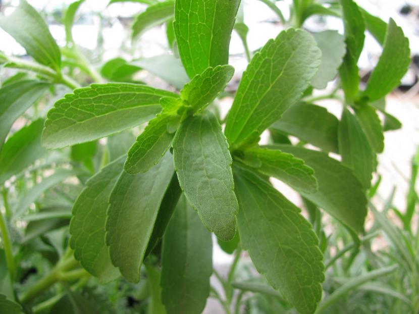 Planta de Stevia rebaudiana en maceta