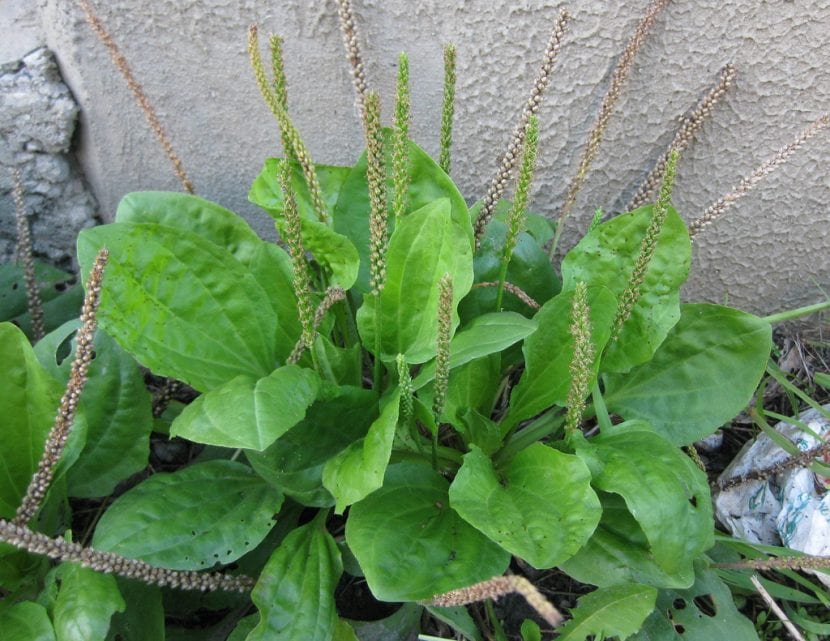 Roseta de hojas de Plantago major, el llantén mayor