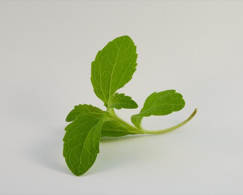 Esquejes de stevia: guía para multiplicarla con éxito