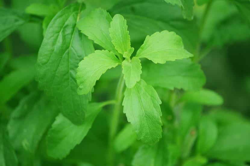 Hojas de stevia recién cortadas para esquejar