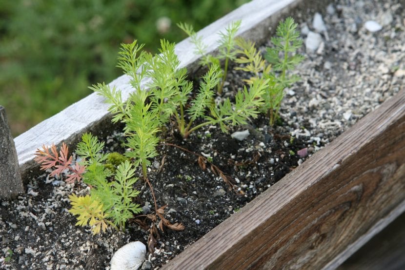 Plantas jóvenes de Carum carvi con las primeras hojas divididas