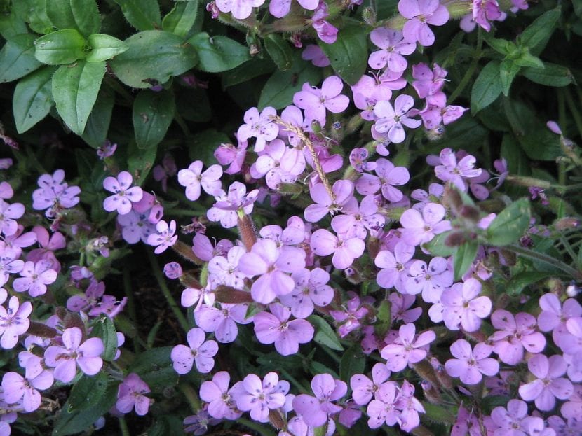 Saponaria ocymoides tapizando una rocalla con flores rosa intenso