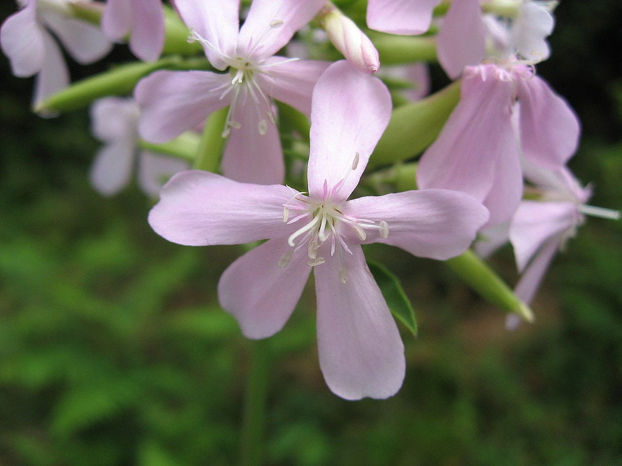 Saponaria: cultivo, cuidados y usos de la hierba jabonera