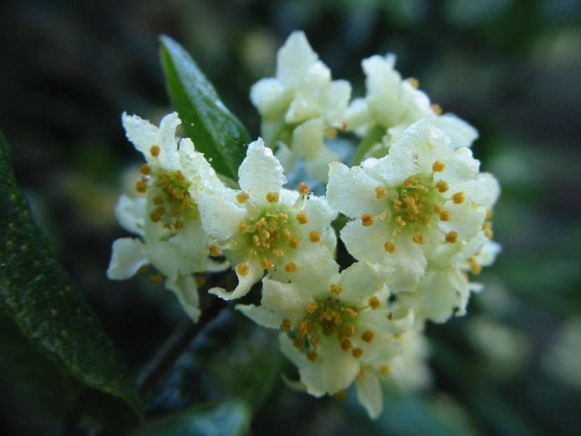 Flores blanquecinas de boldo agrupadas en racimos