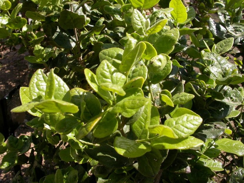 Hojas coriáceas y ásperas de boldo, la parte que se recolecta