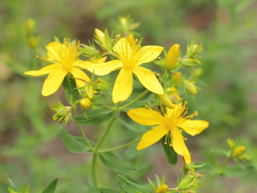 Flores amarillas de Hypericum perforatum, la hierba de San Juan