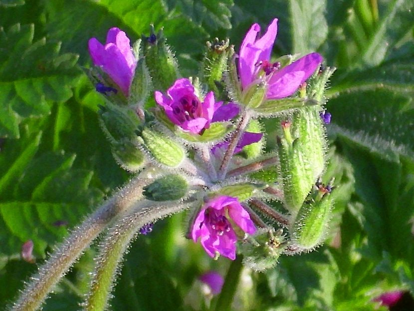 Flores rosa lila de Erodium moschatum o almizclera
