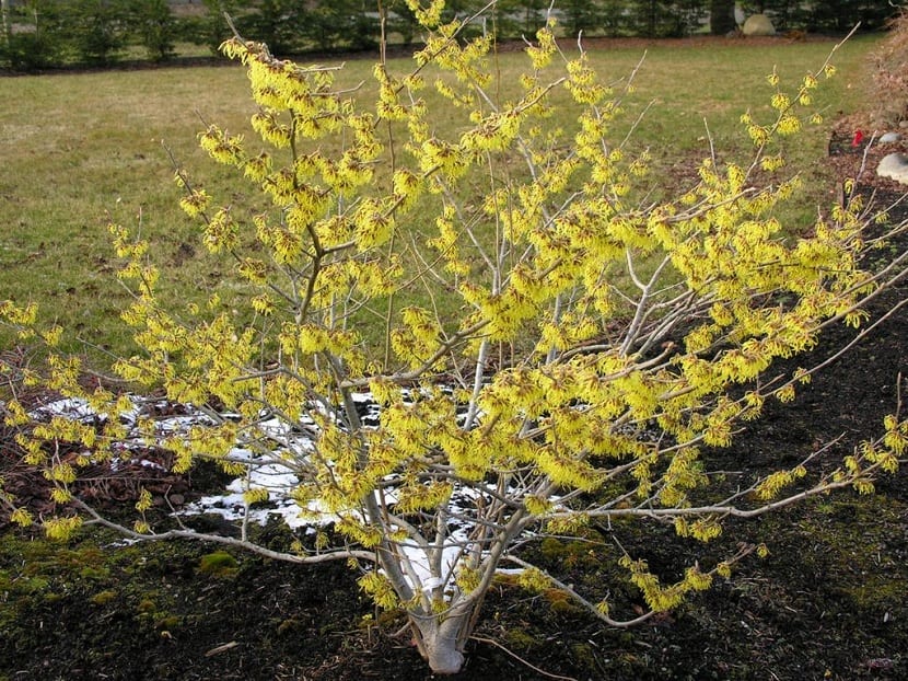 Hamamelis virginiana: propiedades, usos y cultivo