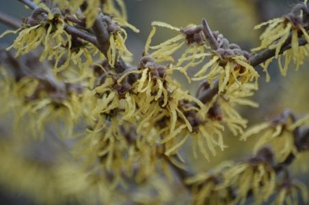 Hojas ovaladas de margen ondulado del Hamamelis virginiana