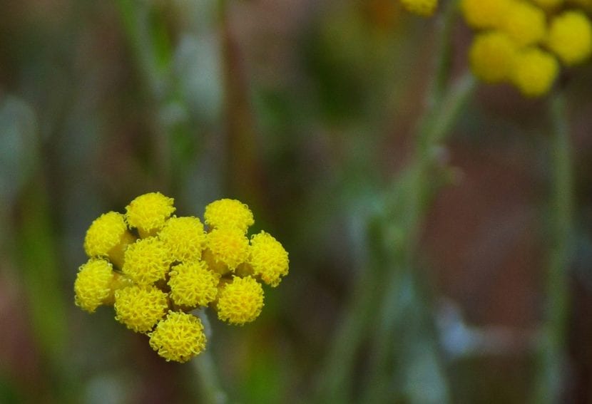 Flores amarillas en corimbo de Helichrysum stoechas