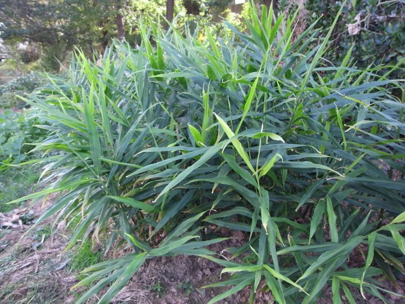 Planta de jengibre Zingiber officinale