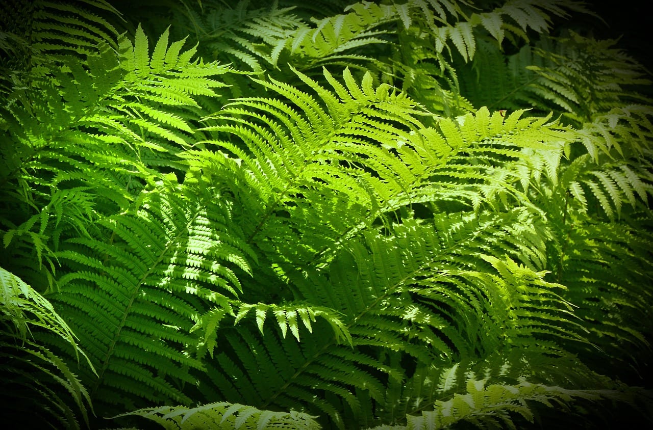 6 plantas tropicales para exterior que aguantan en España
