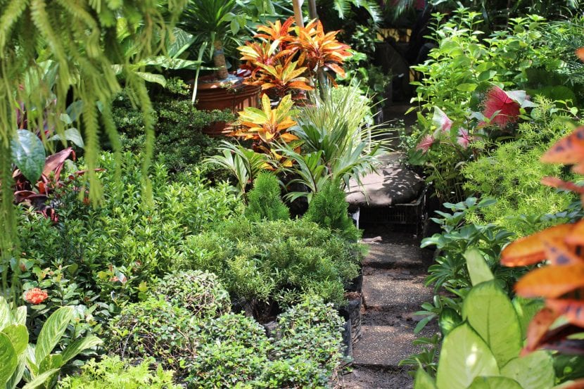 Jardín de aspecto tropical con vegetación densa de hoja grande