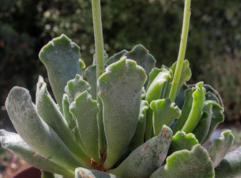 Adromischus cristatus con hojas de ápice ondulado