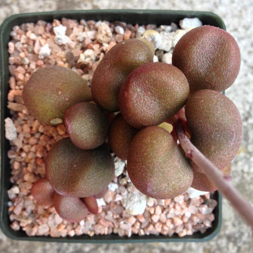 Adromischus marianae Little Spheroid de hoja rugosa