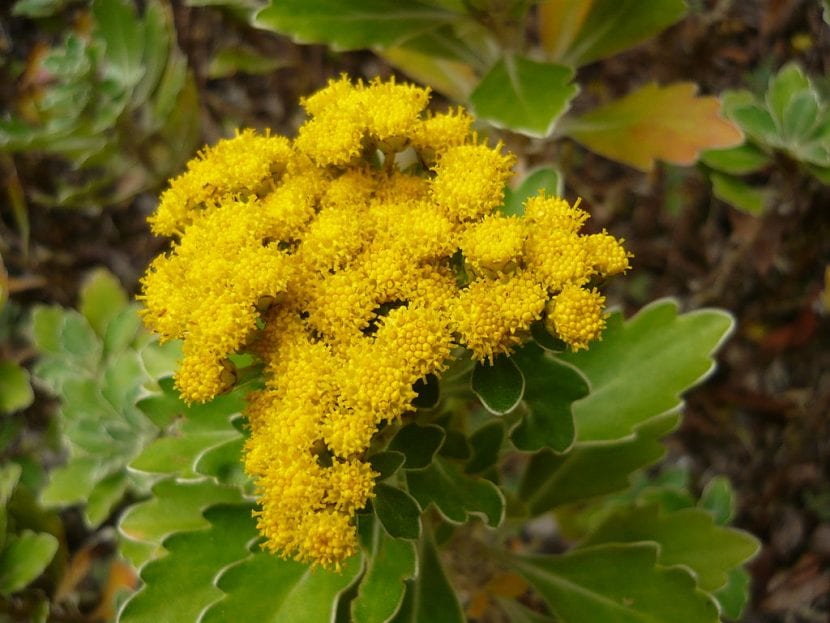 Ajania pacifica en flor con sus capítulos amarillos