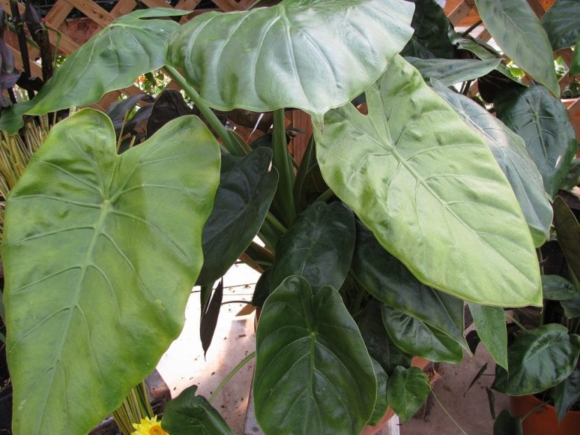 Ejemplar de Alocasia wentii cultivado en maceta