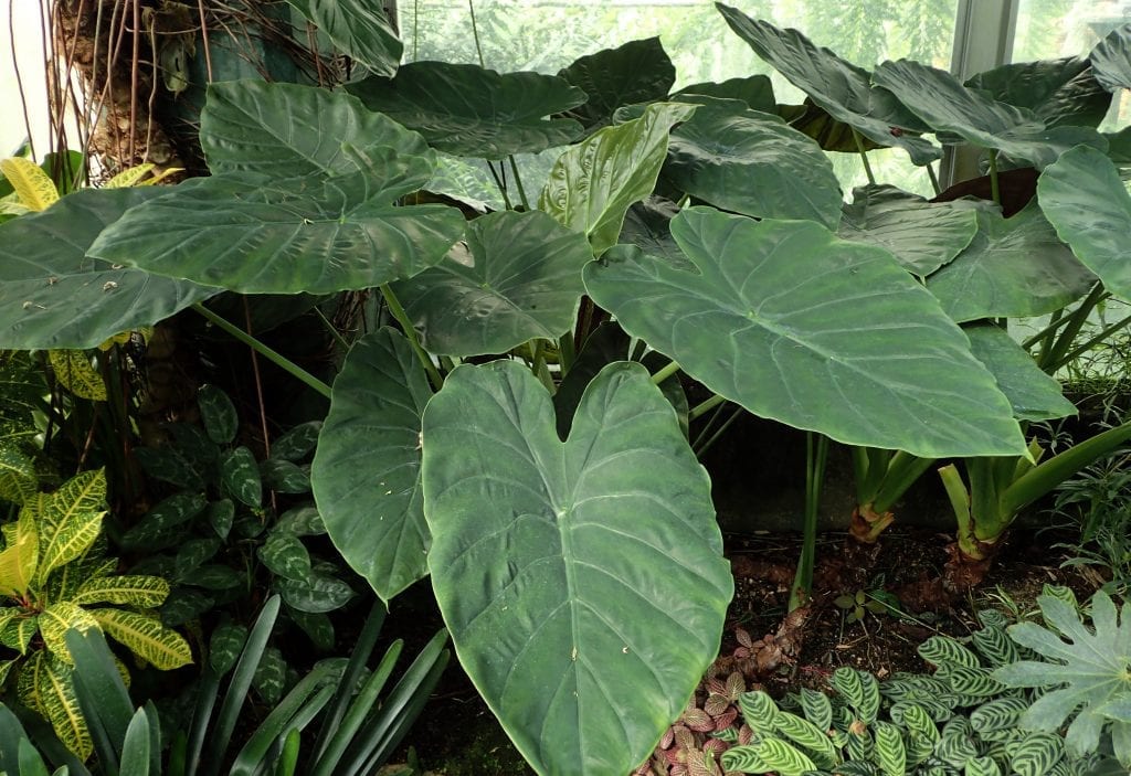 Alocasia wentii: cuidados, riego y dormancia invernal