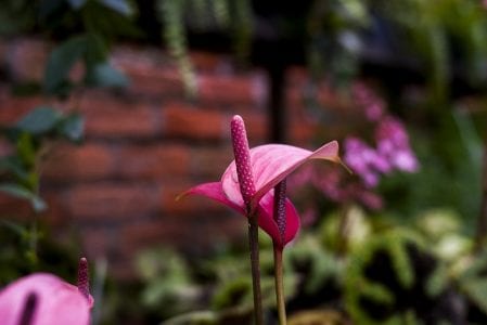 Anturios cultivados al aire libre en un jardín