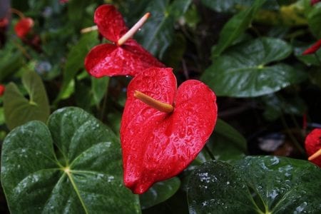 Flor del anturio con espata roja y espádice central