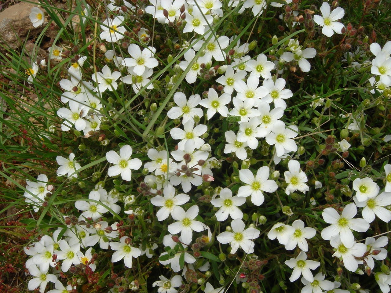Arenaria montana: cuidados de la tapizante de flor blanca