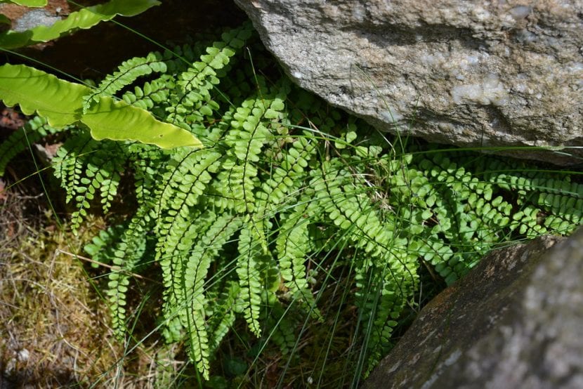Ejemplar de Asplenium trichomanes creciendo entre rocas