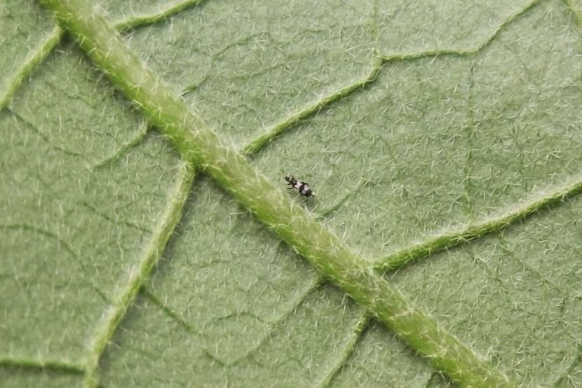 Daños de trips en una hoja