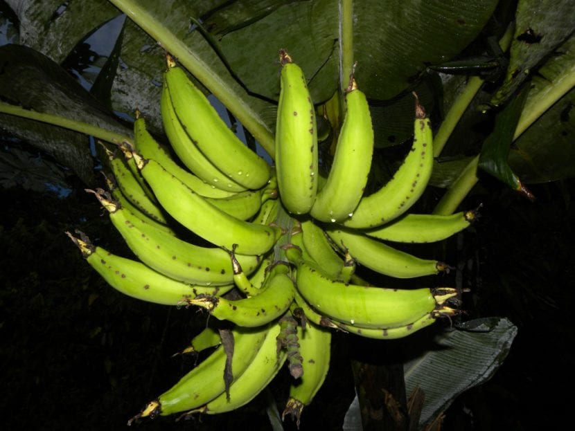 Racimo de bananas madurando en la planta