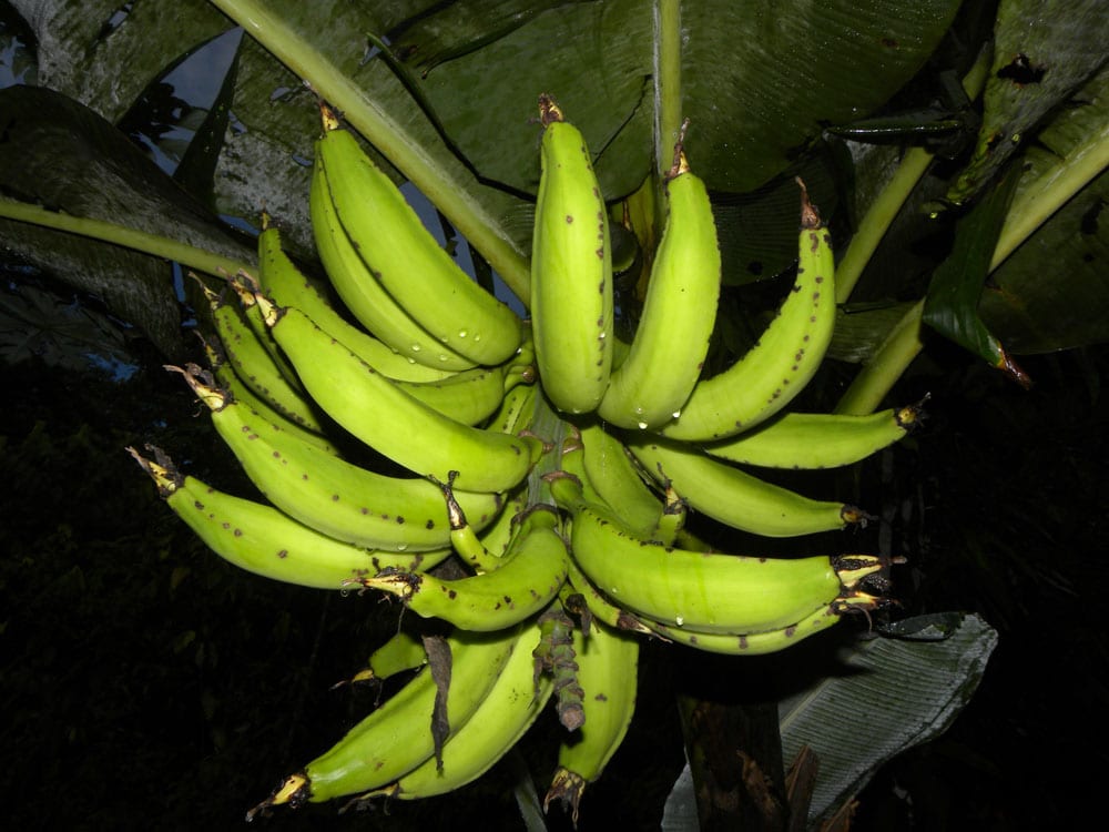 Bananero: cultivo, cuidados y cosecha de la platanera