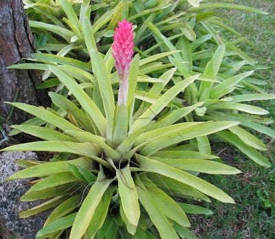 Ejemplar de Quesnelia quesneliana en floración