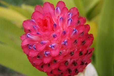 Inflorescencia compacta de Quesnelia testudo
