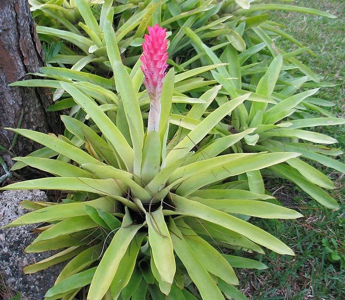 Quesnelia: cuidados de la bromelia brasileña de tanque