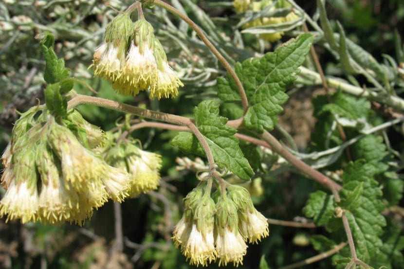 Capítulos florales blancos de Calea zacatechichi