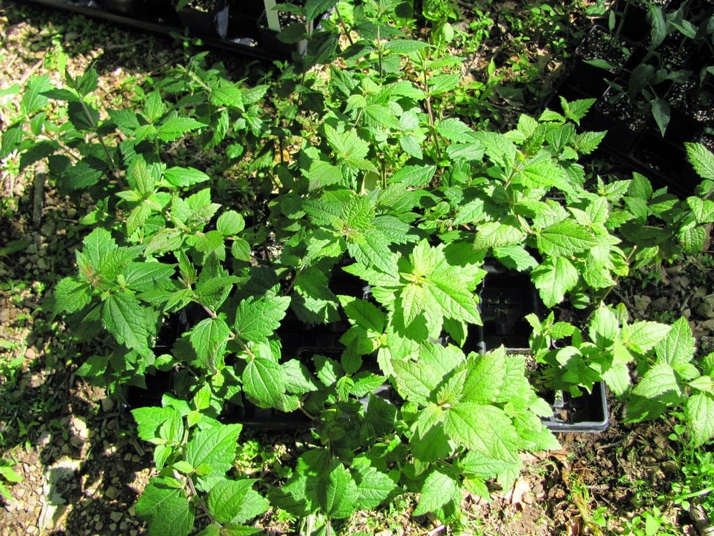 Calea zacatechichi: cultivo y cuidados de la hierba amarga