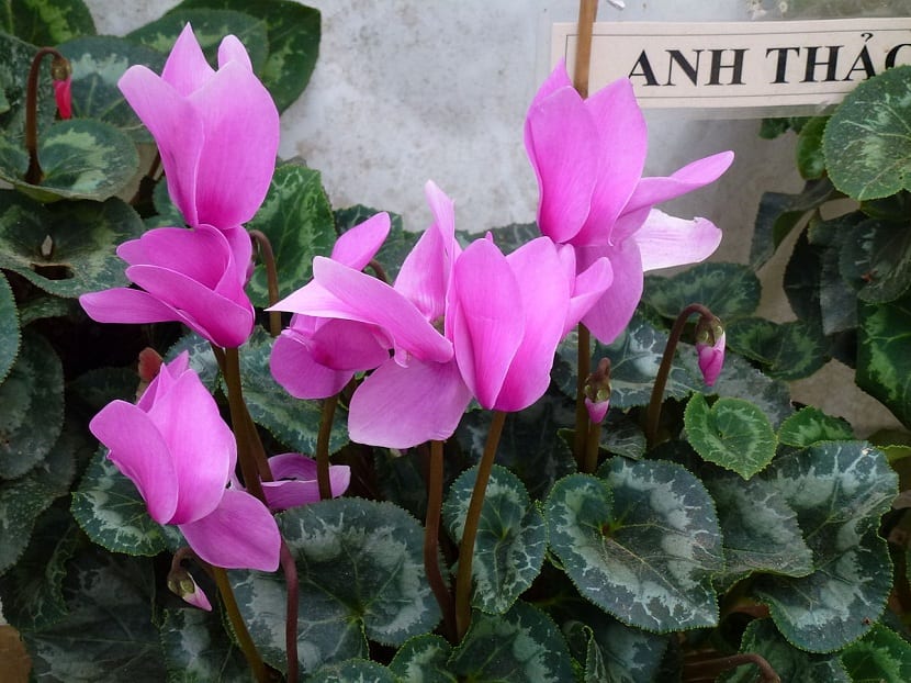 Flores de Cyclamen persicum en tonos rosados