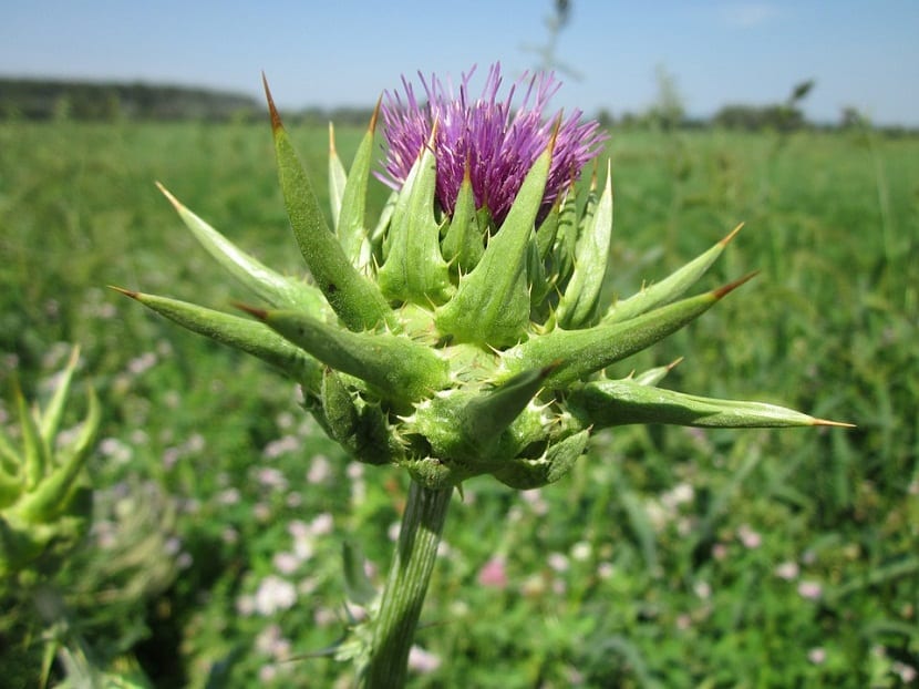 Cardo mariano: características, cultivo y cuidados