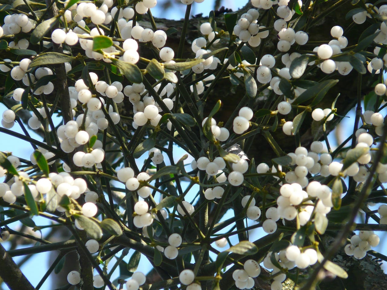 Mata de muérdago con sus bayas blancas en invierno