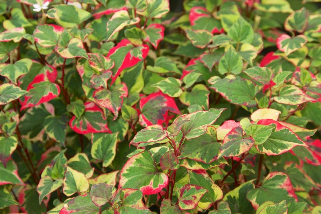 Planta camaleón (Houttuynia cordata): cuidados y control