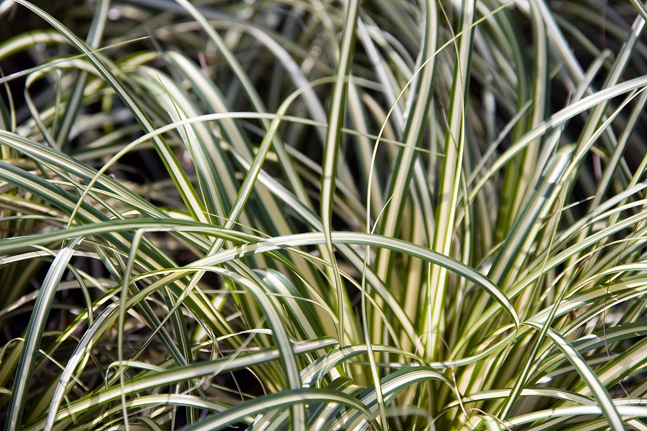 Carex en el jardín: especies, cuidados y poda correcta