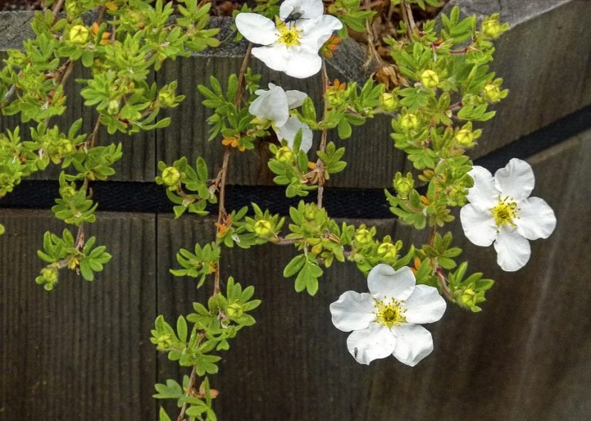 Arbusto de Potentilla fruticosa Abbotswood en flor blanca