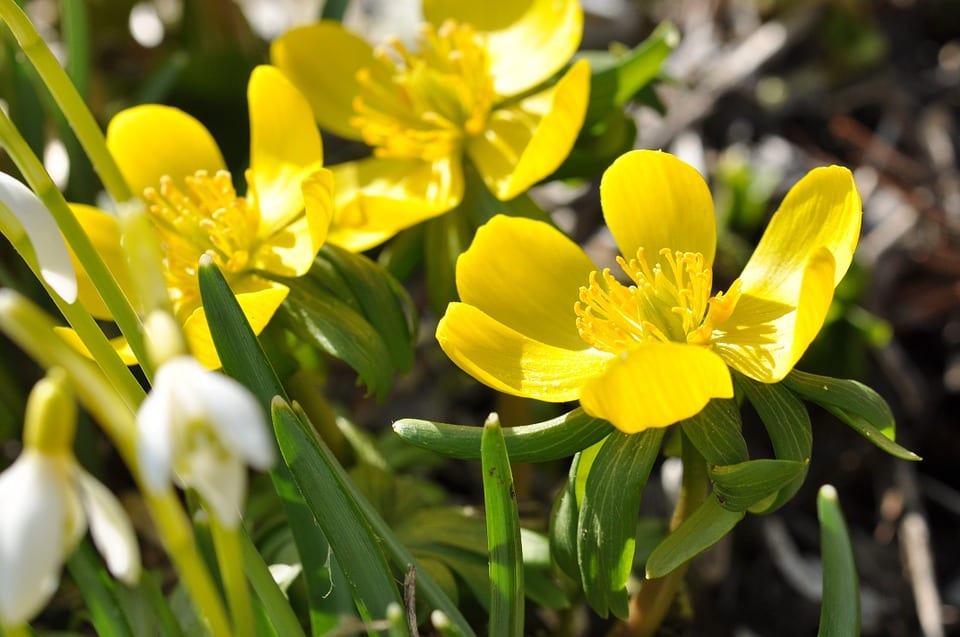 Cincoenrama (Potentilla fruticosa): cultivo y poda