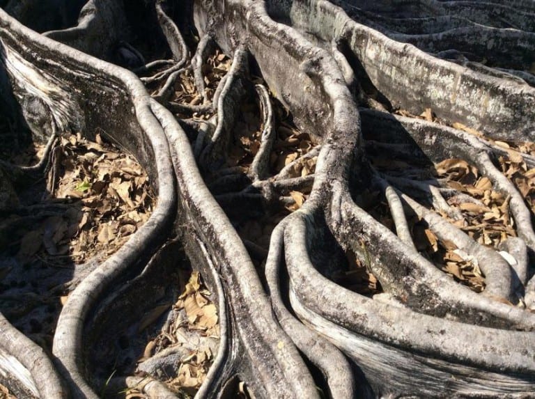 Raíces finas de un árbol
