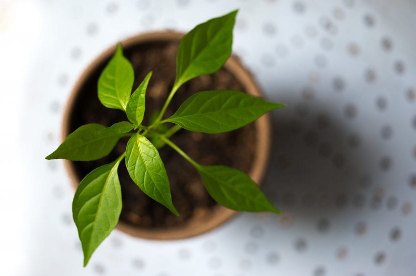 Planta joven cultivada en maceta, más expuesta a los cambios de temperatura que en suelo