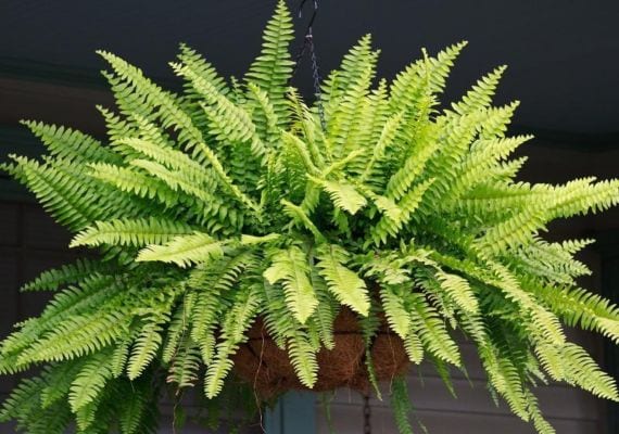Cómo conseguir plantas gratis: esquejes, división y semillas