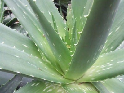Planta de aloe vera