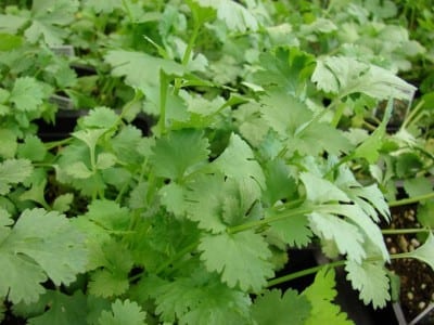 Mata de cilantro con hojas tiernas
