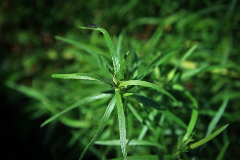Mata de estragón cultivada en recipiente