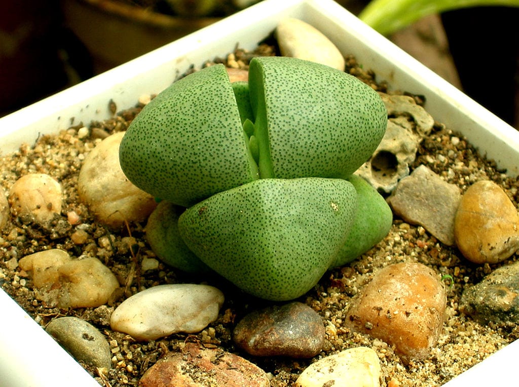 Pleiospilos: cómo cuidar la suculenta piedra partida